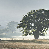 Buy canvas prints of The English Oak by John Malley