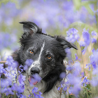 Buy canvas prints of In the Bluebells by John Malley