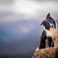 Buy canvas prints of The Cute Sheepdog by John Malley