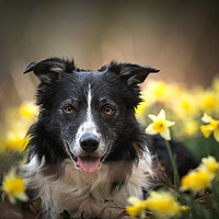 Buy canvas prints of A Host of Golden Daffodils by John Malley