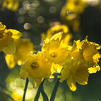 Buy canvas prints of Hosts of Golden Daffodils by John Malley