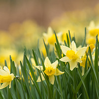 Buy canvas prints of Hosts of Golden Daffodils by John Malley