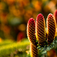 Buy canvas prints of Christmas Cones by John Malley