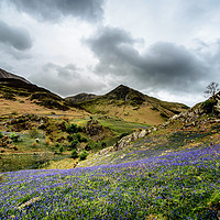 Buy canvas prints of Rannerdale Bluebells by John Malley