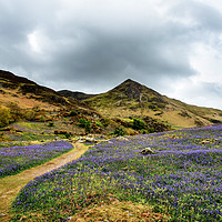 Buy canvas prints of Rannerdale Bluebells by John Malley