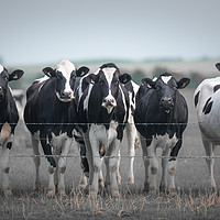 Buy canvas prints of Curious Cows by John Malley