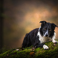 Buy canvas prints of Paddy the Border Collie by John Malley