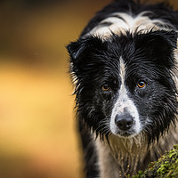 Buy canvas prints of Mist the Border Collie by John Malley