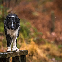 Buy canvas prints of A Wet Border Collie ! by John Malley