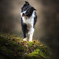 Buy canvas prints of Time for a Border Collie Head Tilt by John Malley