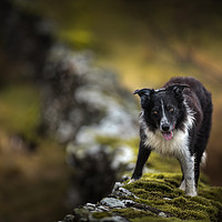Buy canvas prints of Wall Top Collie by John Malley
