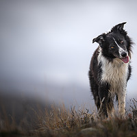 Buy canvas prints of Head Tilting Border Collie by John Malley