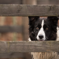 Buy canvas prints of Border Collie Watching by John Malley