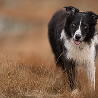 Buy canvas prints of Collie Awaiting his next Mission by John Malley