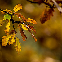 Buy canvas prints of Autumn Oak by John Malley