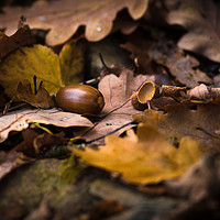 Buy canvas prints of From Little Acorns by John Malley