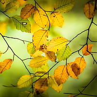 Buy canvas prints of The Turn of Autumn by John Malley