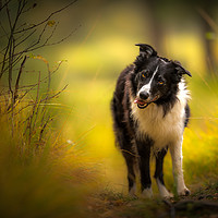 Buy canvas prints of Border Collie Art by John Malley