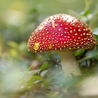 Buy canvas prints of The Fly Agaric by John Malley