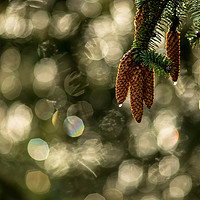 Buy canvas prints of The Norway Spruce by John Malley