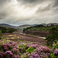 Buy canvas prints of Caledonian Pinewoods by John Malley