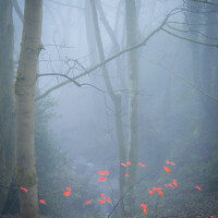 Buy canvas prints of Butterflies in the mist by David Oxtaby  ARPS