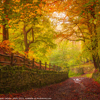 Buy canvas prints of Autumnal track through Judy Woods by David Oxtaby  ARPS