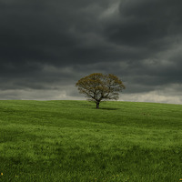 Buy canvas prints of  Lone Tree by David Oxtaby  ARPS