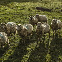 Buy canvas prints of Sheep!  by David Oxtaby  ARPS