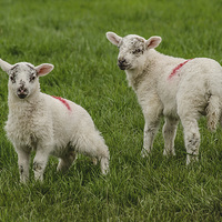 Buy canvas prints of  Spring Lambs by David Oxtaby  ARPS