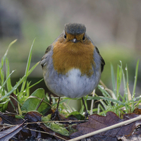 Buy canvas prints of Curious Robin - The original angry bird by David Oxtaby  ARPS