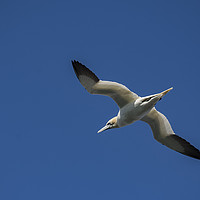 Buy canvas prints of Gannet at Bempton Cliffs by David Oxtaby  ARPS