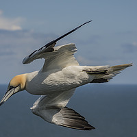 Buy canvas prints of Gannet in flight at Bempton Cliffs by David Oxtaby  ARPS
