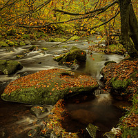 Buy canvas prints of Autumn leaves at Hardcastle crags by David Oxtaby  ARPS