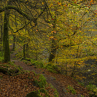 Buy canvas prints of Autumn leaves at Hardcastle crags by David Oxtaby  ARPS