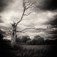 Buy canvas prints of Dead Tree by David Oxtaby  ARPS