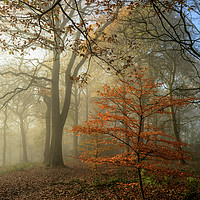 Buy canvas prints of Autumn tree in the mist by David Oxtaby  ARPS
