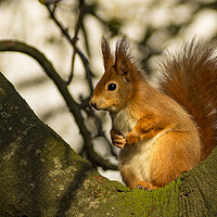Buy canvas prints of Red Squirrel by David Oxtaby  ARPS
