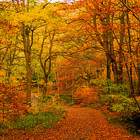Buy canvas prints of Colours of Autumn by David Oxtaby  ARPS