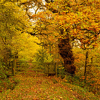 Buy canvas prints of A walk in the autumnal woods by David Oxtaby  ARPS