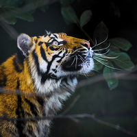 Buy canvas prints of  Tigers eye by Neil Macdonald