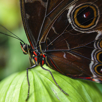 Buy canvas prints of  butterfly  by Neil Macdonald