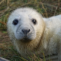 Buy canvas prints of  cute baby seal  by stephen king