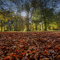 Buy canvas prints of 					 fallen leaves by stephen king