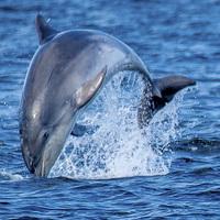 Buy canvas prints of  dolphin breaching by stephen king