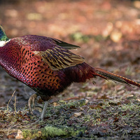 Buy canvas prints of  ring necked pheasant by stephen king