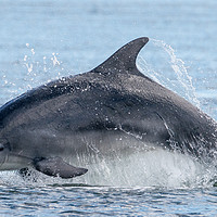 Buy canvas prints of Scottish dolphin  by stephen king