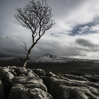 Buy canvas prints of The Old Tree by ashley barnard