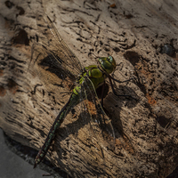 Buy canvas prints of  Dragon Fly by Stephen Silk