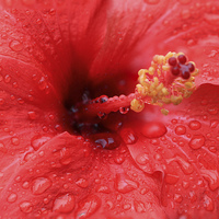 Buy canvas prints of  Pink Close Up of Flower Head by Stephen Silk